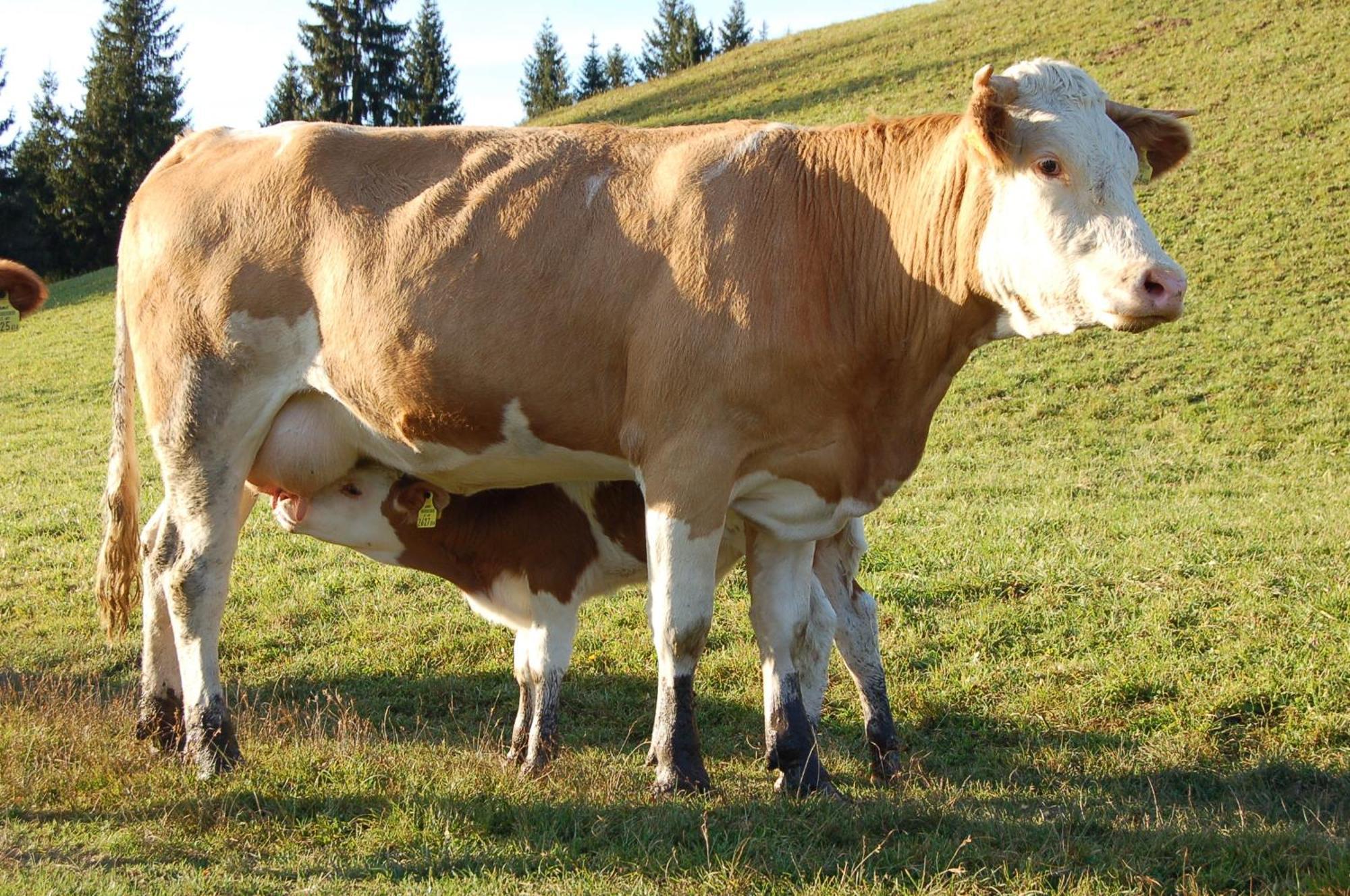 Walcherhof Arriach Zewnętrze zdjęcie